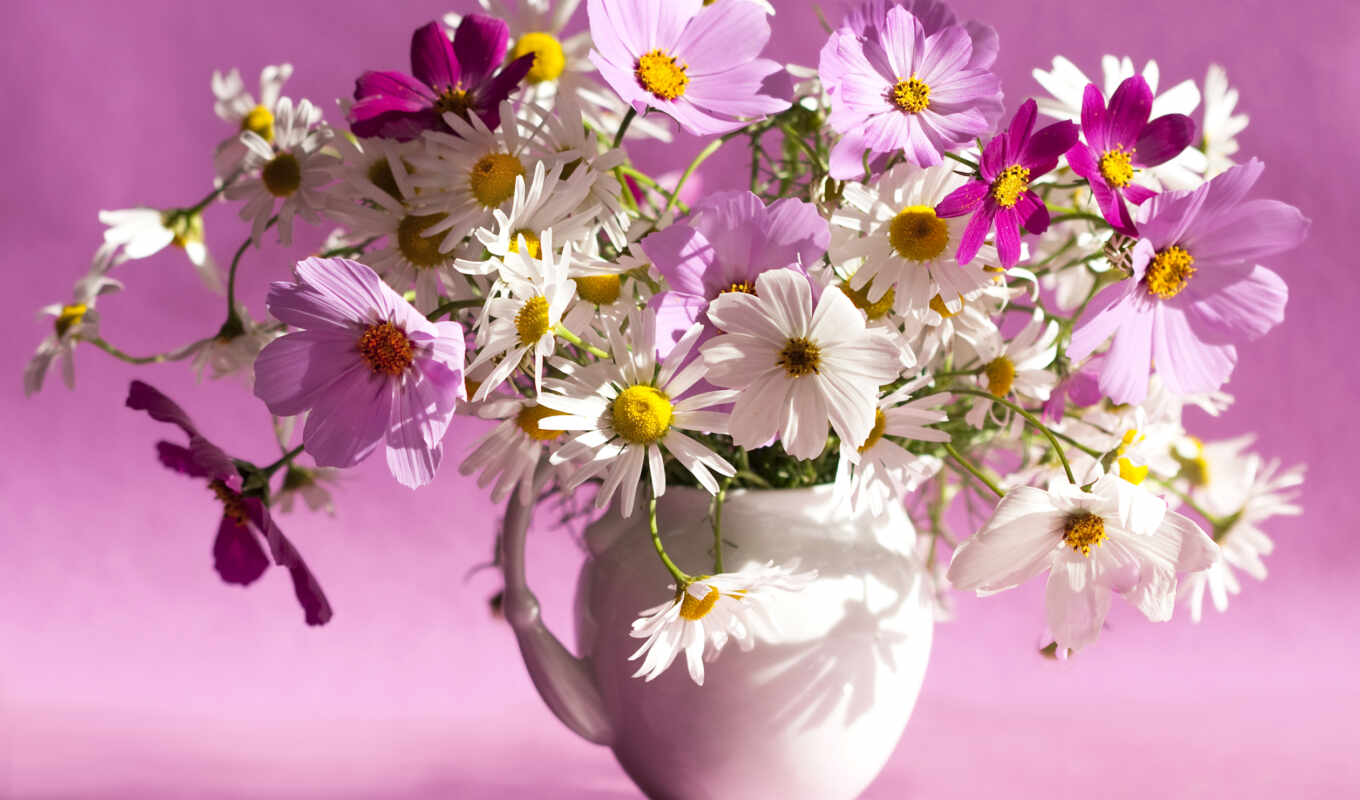 flowers, picture, flowers, cosmos, bouquet, vase, daisies, compositions, cosmea, a picture, modular