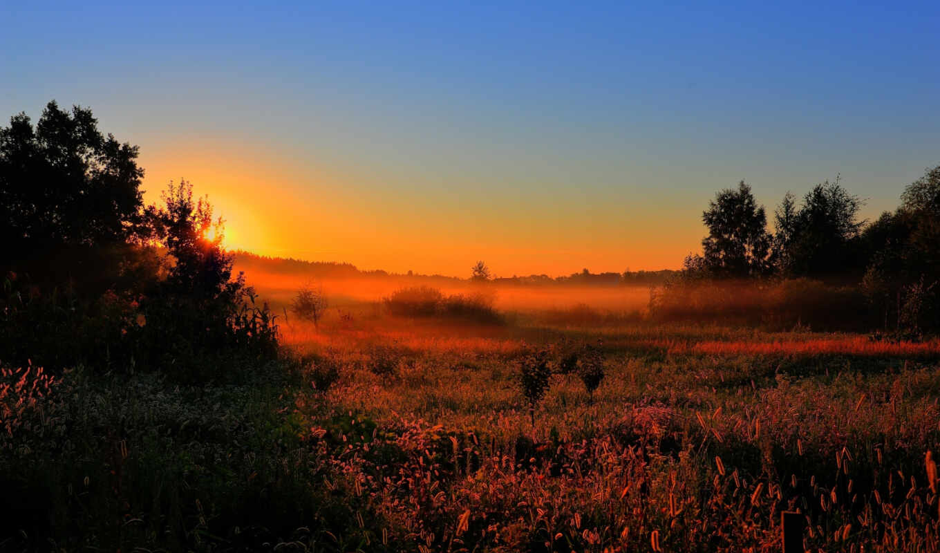 nature, sun, sunrise, forest, field, morning, fog, lawn, early