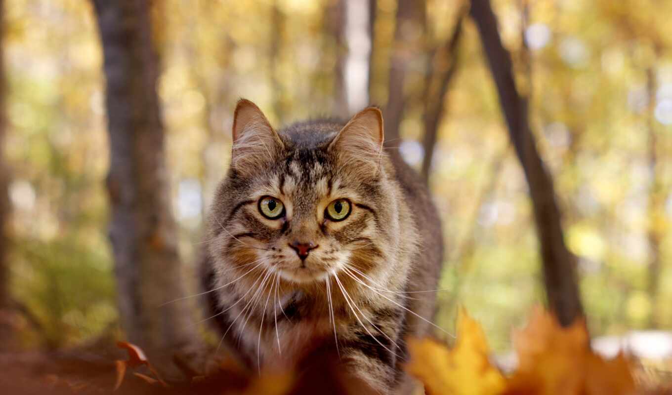взгляд, кот, осень, tapety, kot, мэн, кун