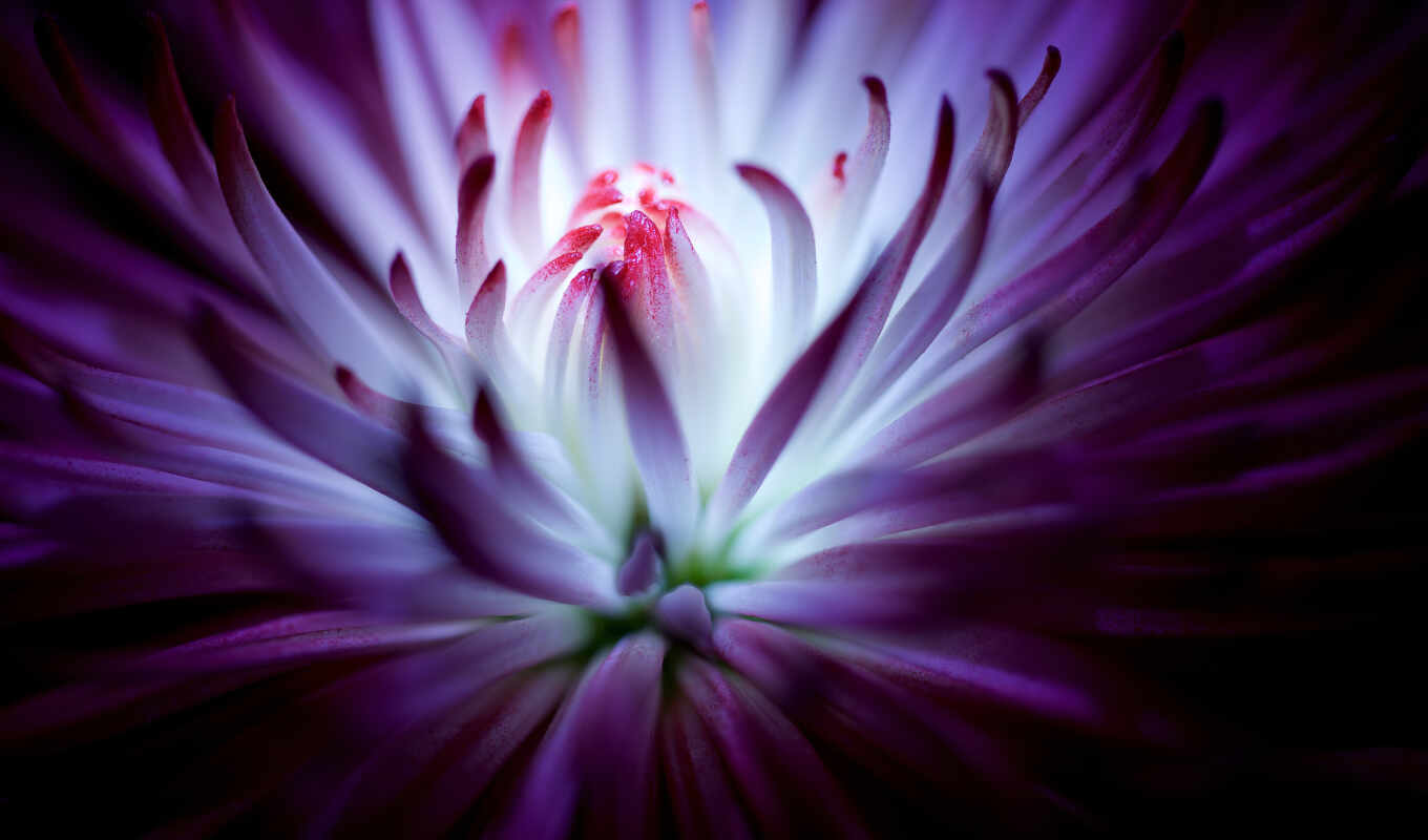 desktop, свет, purple, flowers, cvety, flickr
