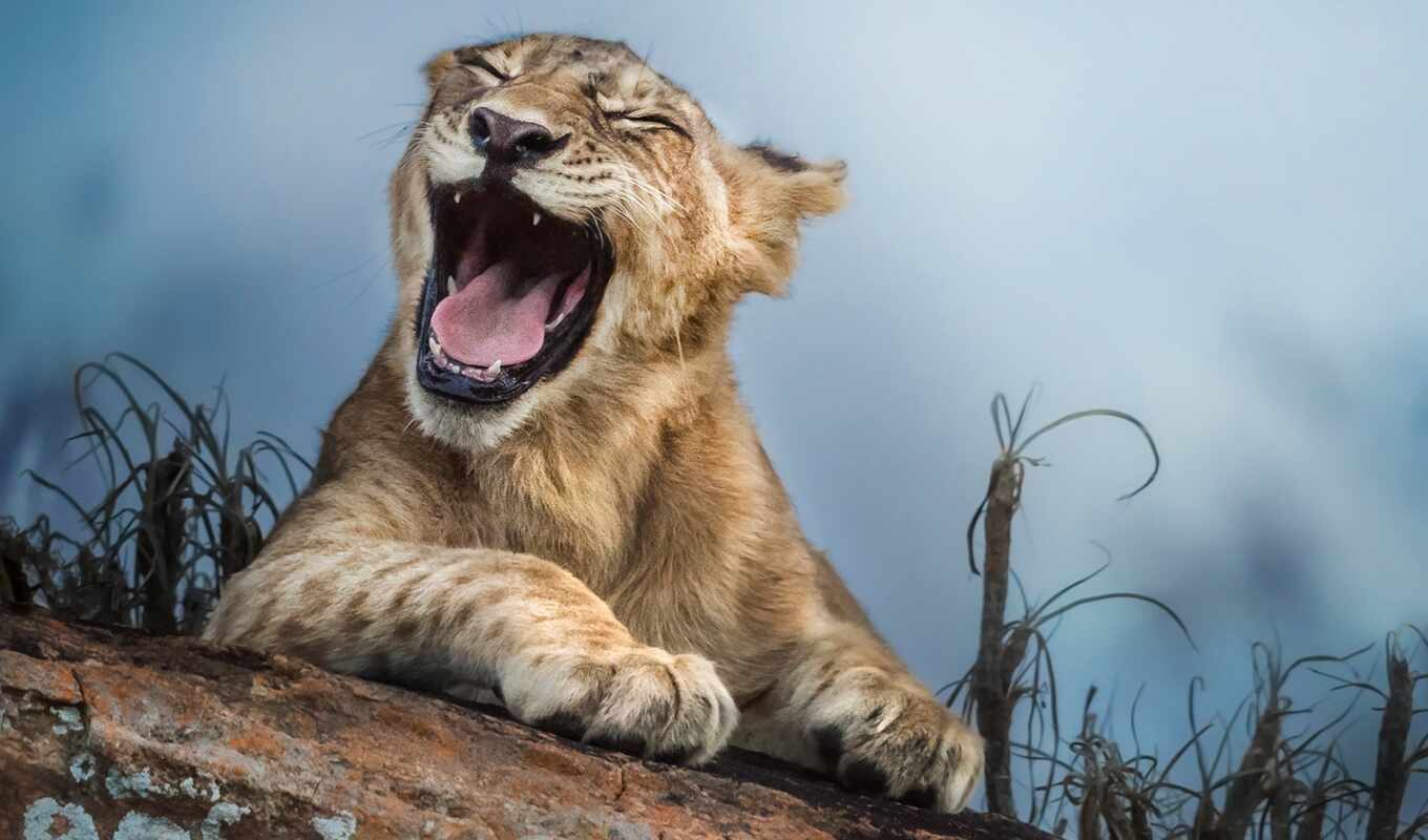lion, кот, котенок, flickr, смеётся, львенок