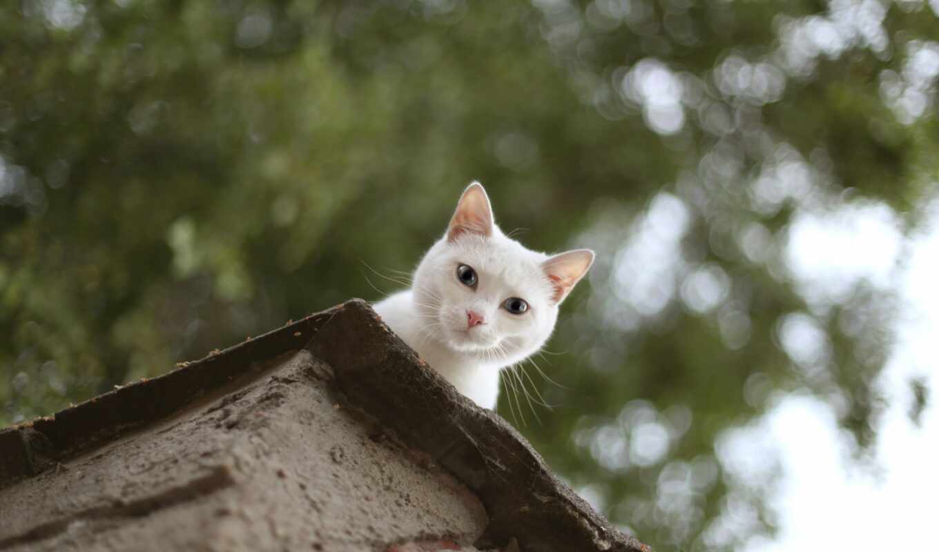white, cat, down, see, roof, sit, fuck