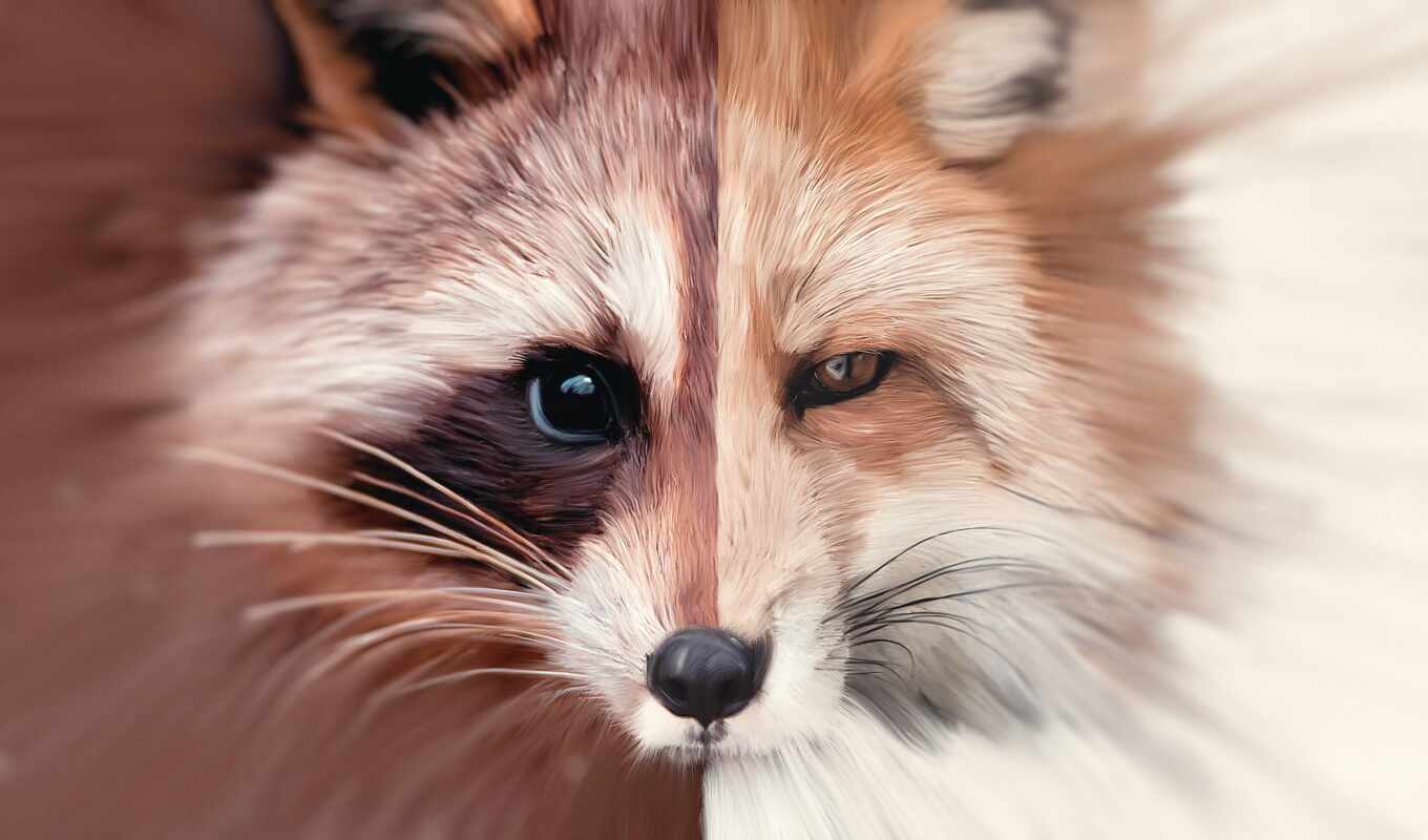 fox, see, annot