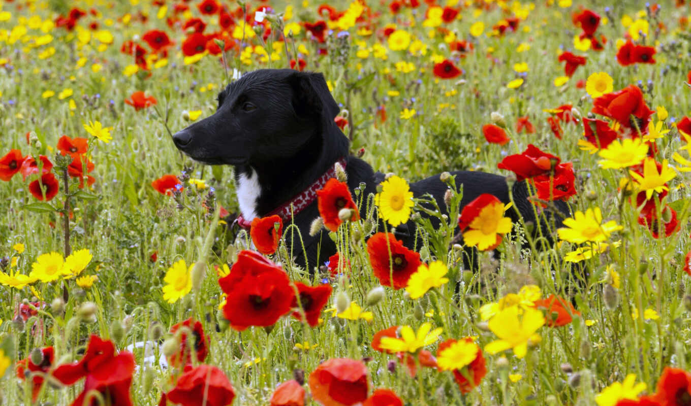 flowers, pic, dog, animal, meadow, poppy, because
