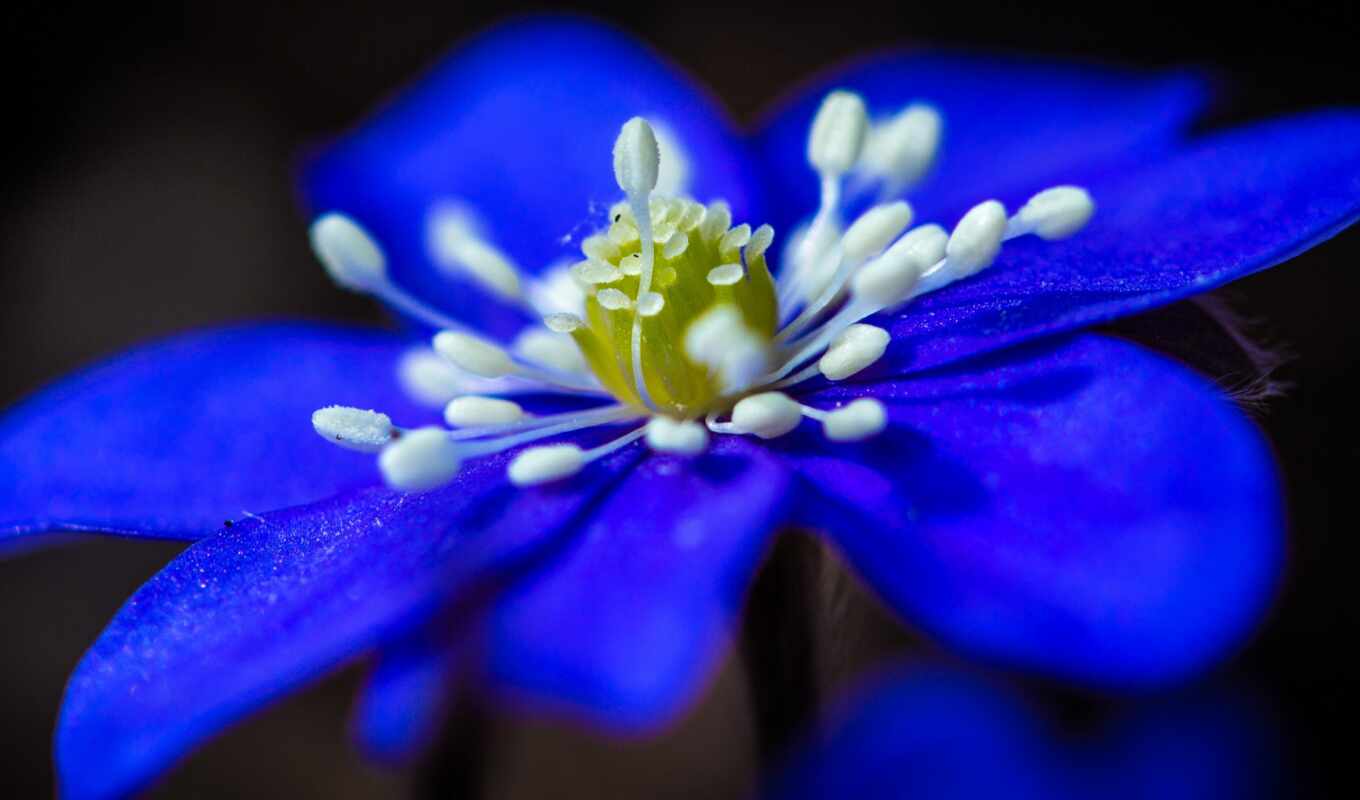 nature, flowers, blue, petal