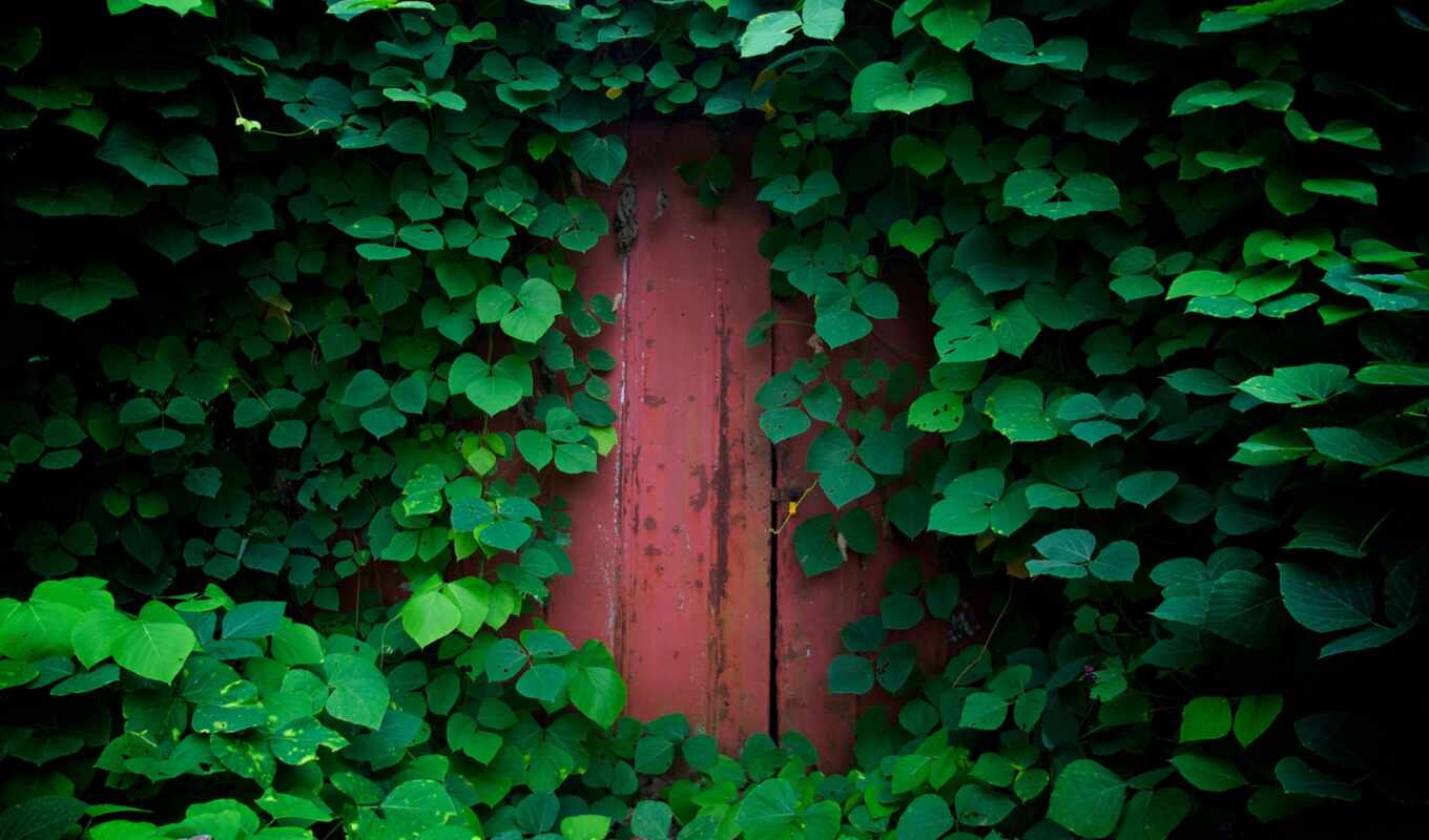 природа, лист, дверь