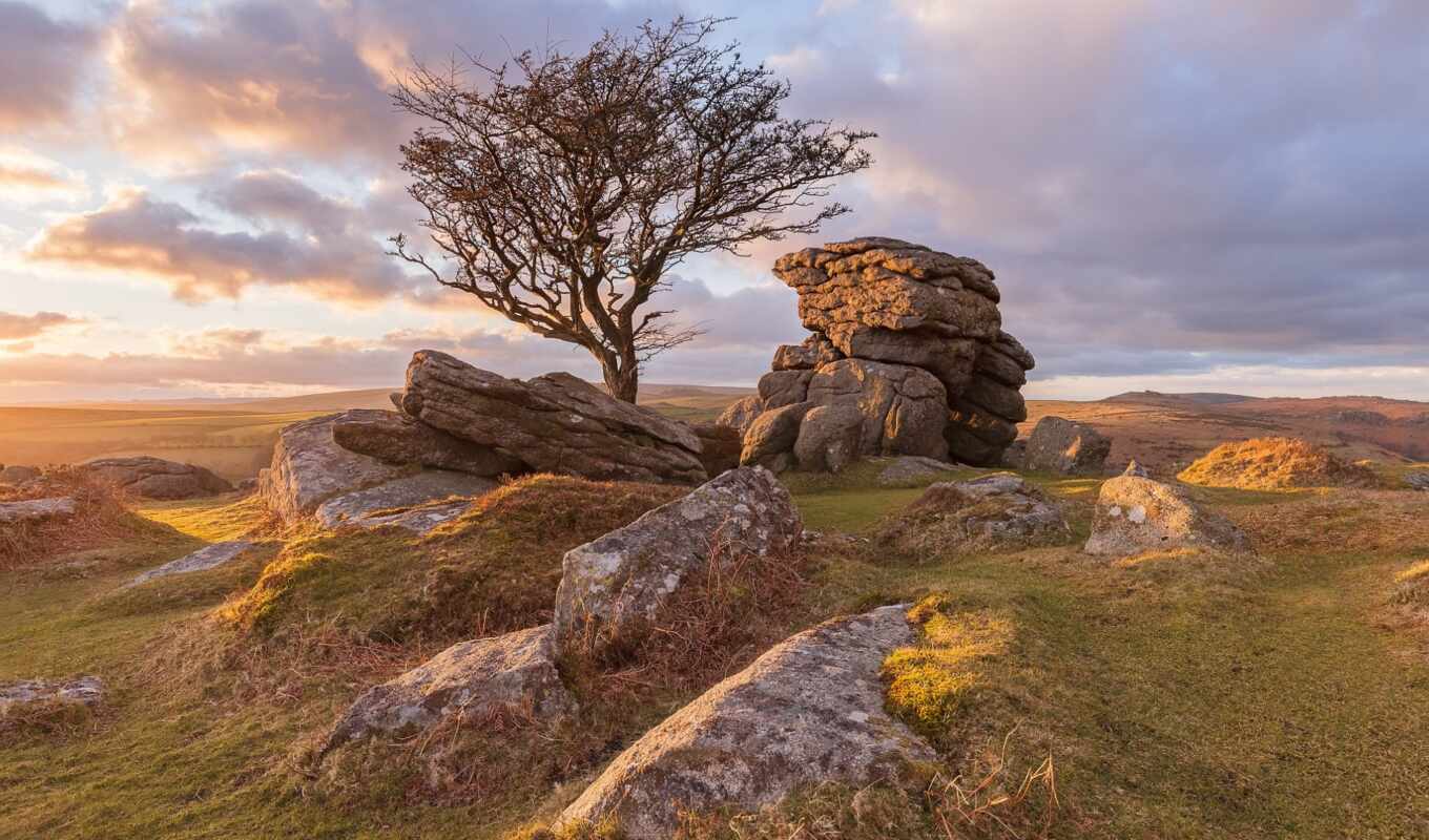 дерево, камень, dartmoor