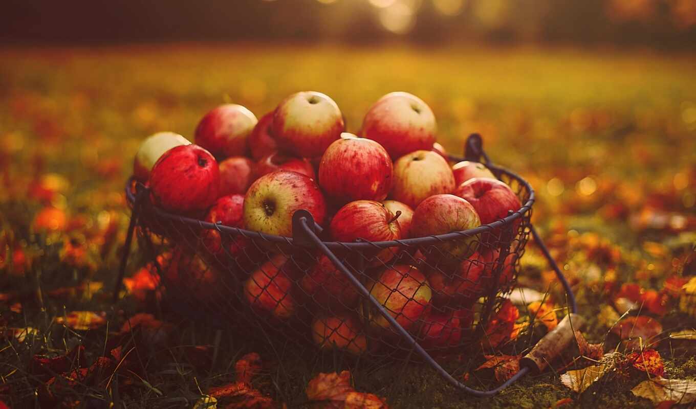 apple, ipad, фон, осень, плод, корзина, тыс, урожай