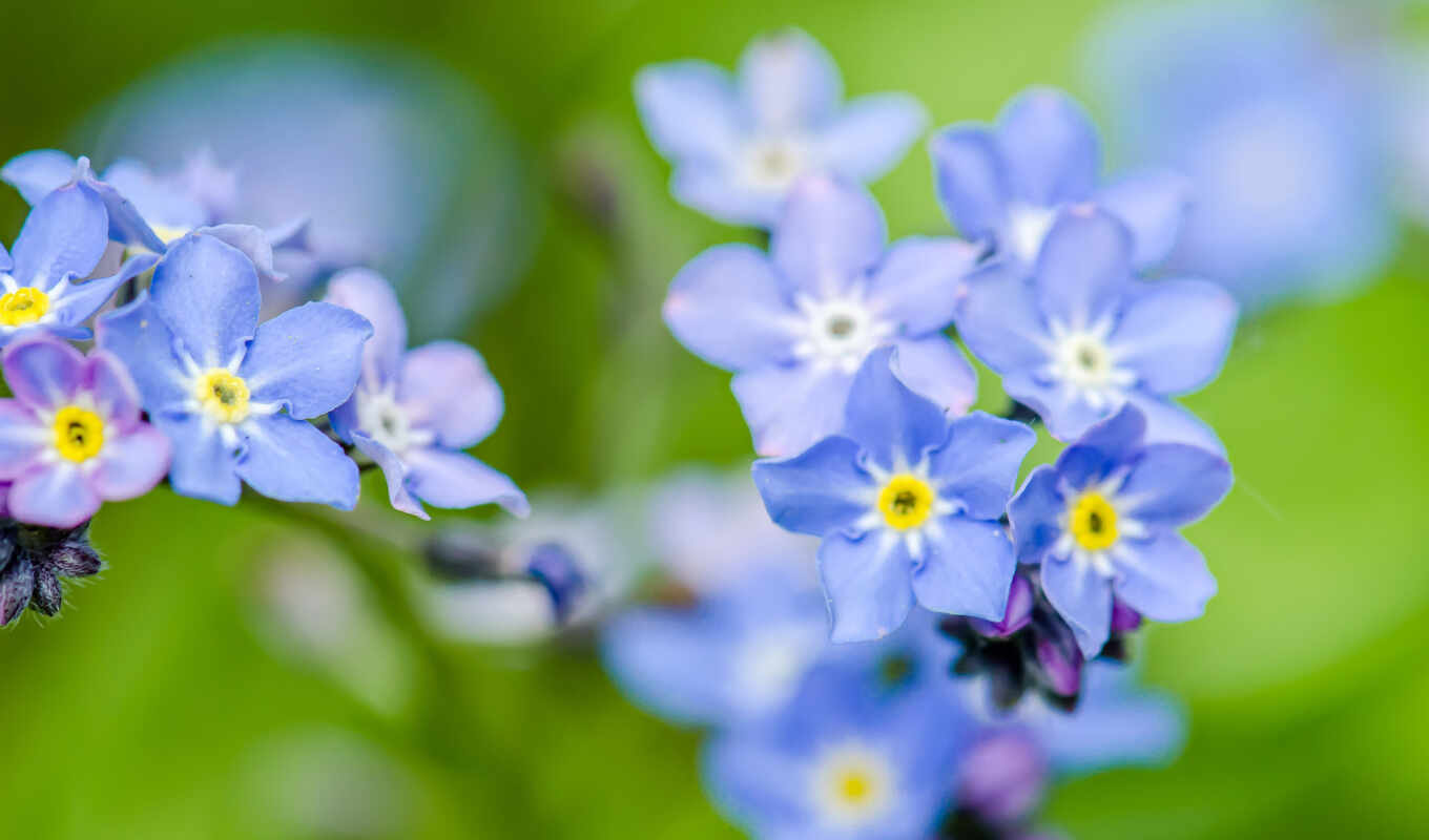 цветы, blue, забыть, незабудка