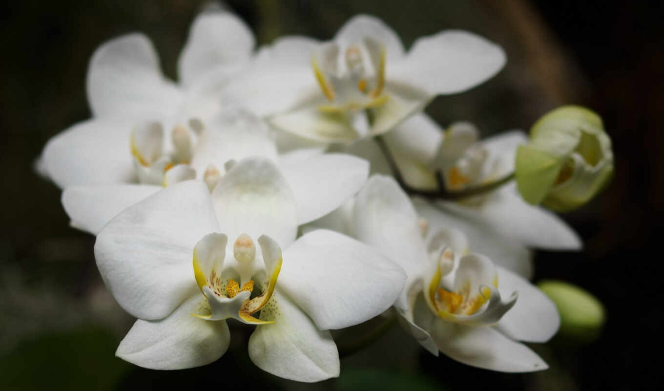 flowers, orchids
