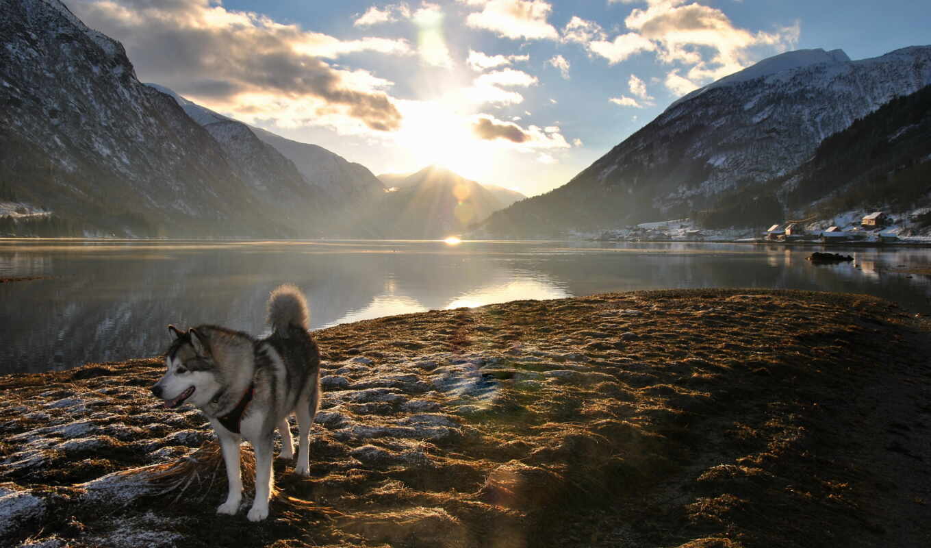 background, husky, screen, Desk, perro, free, montañas, lago, siberiano