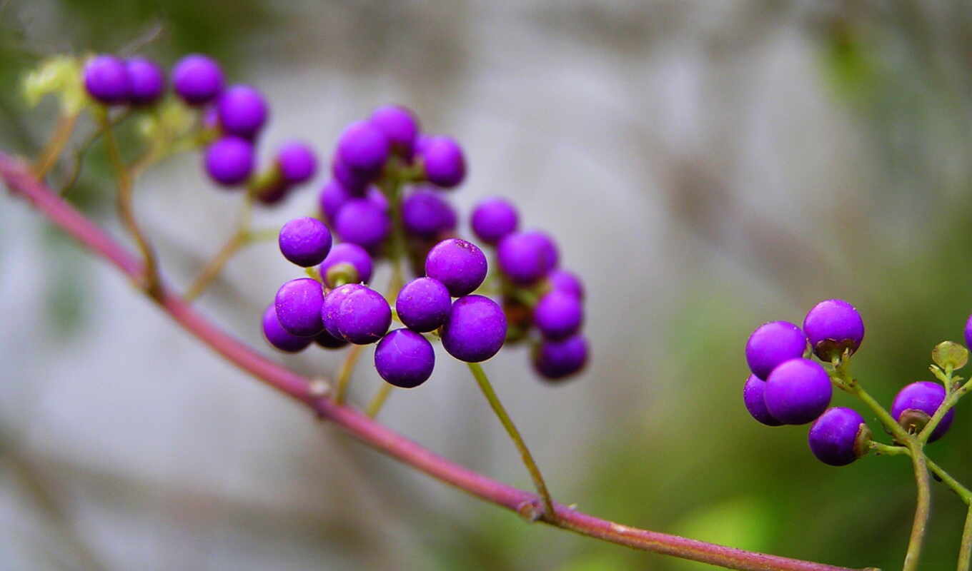 nature, iphone, branch, purple, berries, kallikarpa