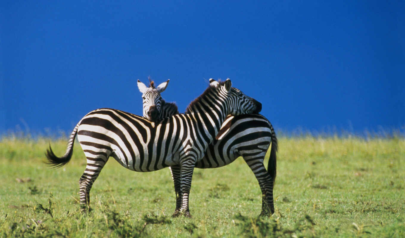 фото, zhivotnye, zebra