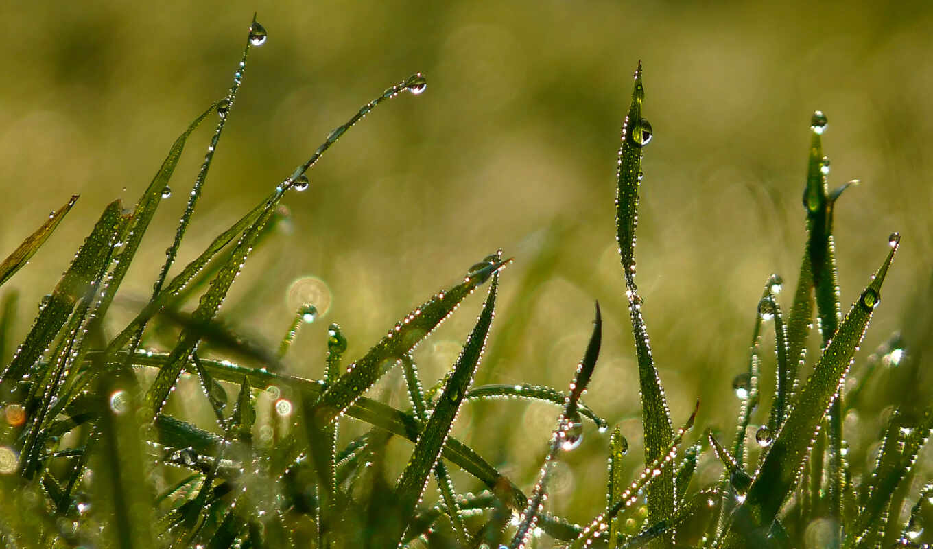 drops, macro, grass, dew, morning, grass