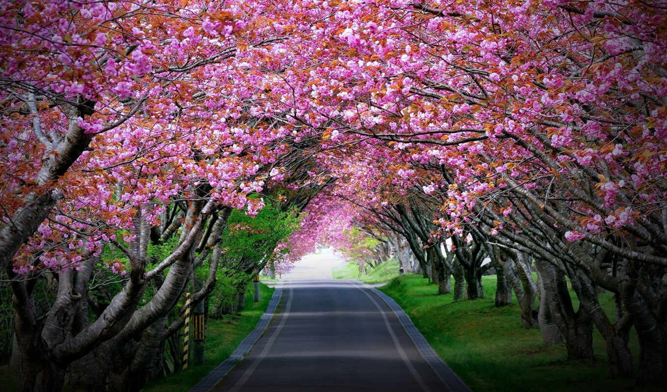 collection, road, Sakura, japanese, garden, cherry, яndex, blossom
