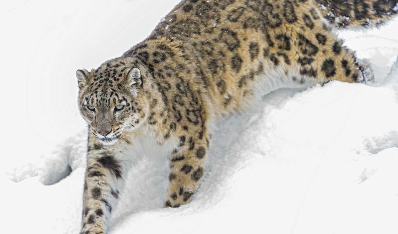 снег, winter, кот, леопард, animal, ирбис