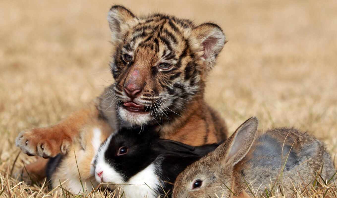 cute, тигр, animal, кролик, bunny, vkake, taekake, однополосная, squee