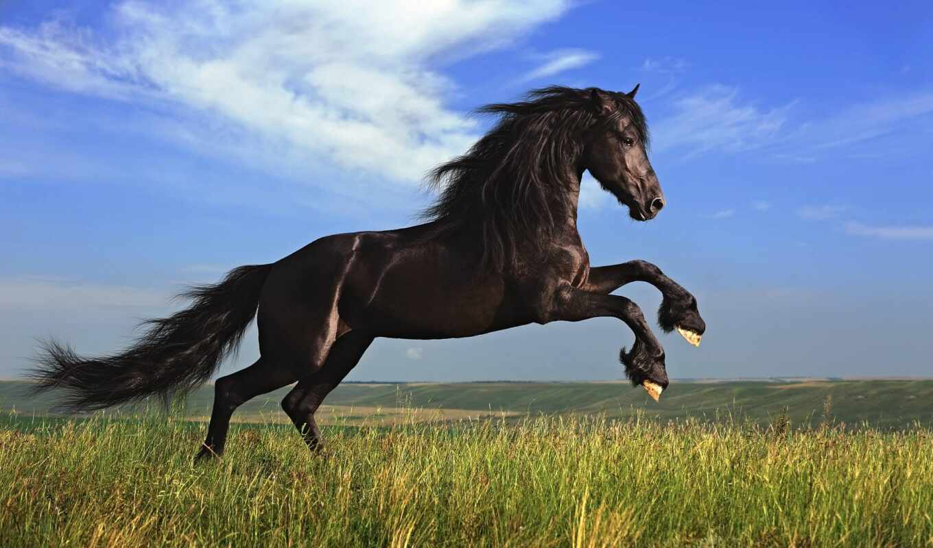 black, лошадь, pic, красивый