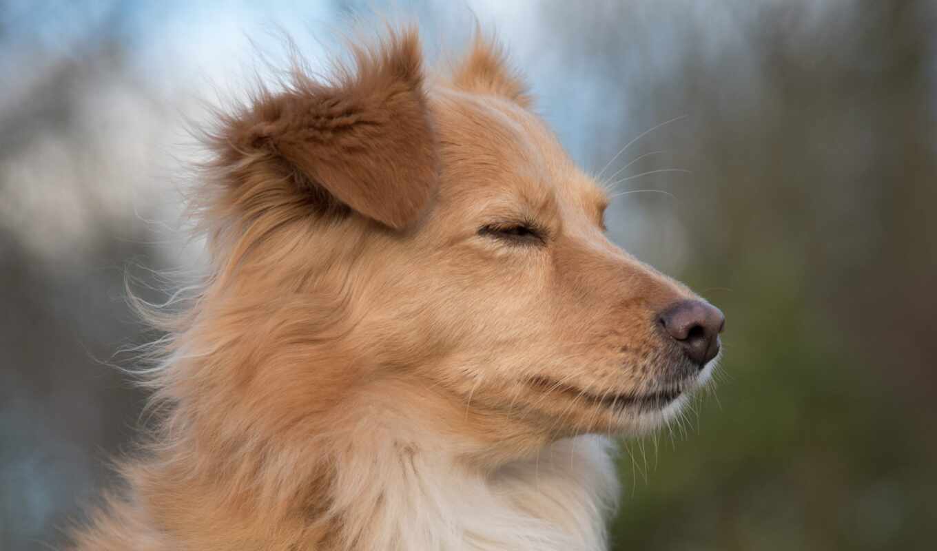 profile, dog, muzzle