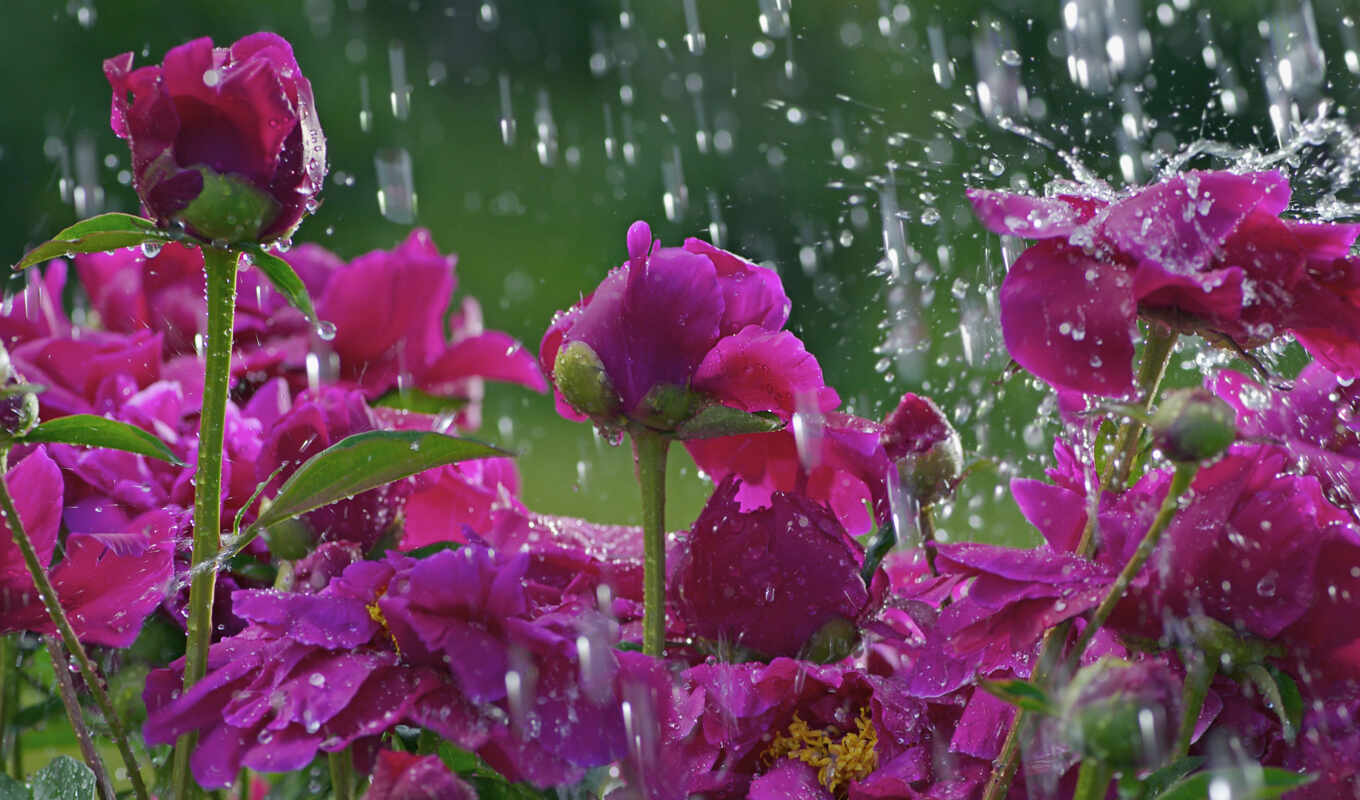 flowers, rain, spring