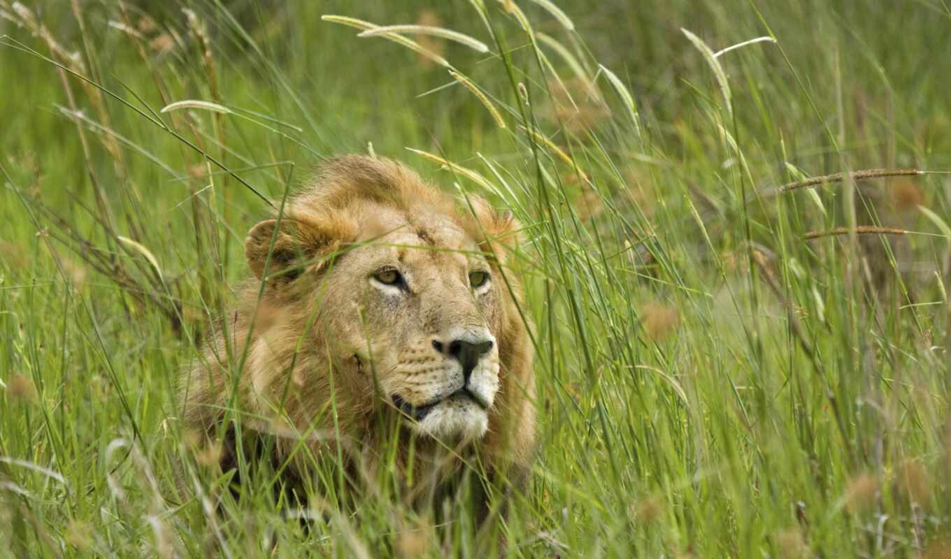 lion, трава, хищник, animal, sit, hide