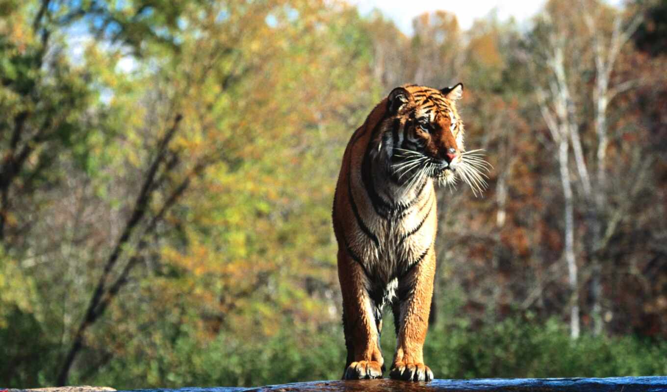 животные, тигр, бенгальский, tigre