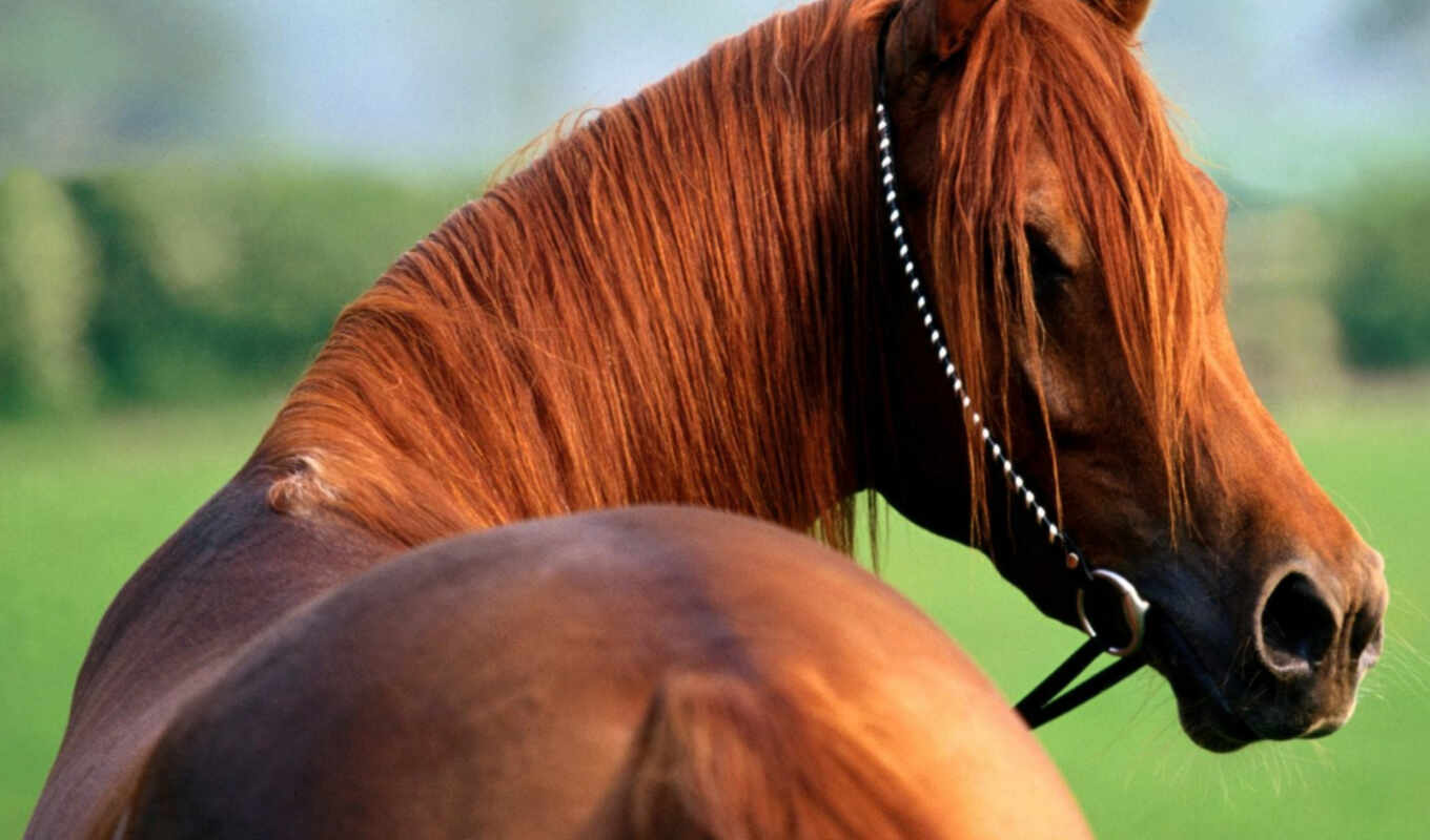 лошадь, животные, красивая, animals, лошади