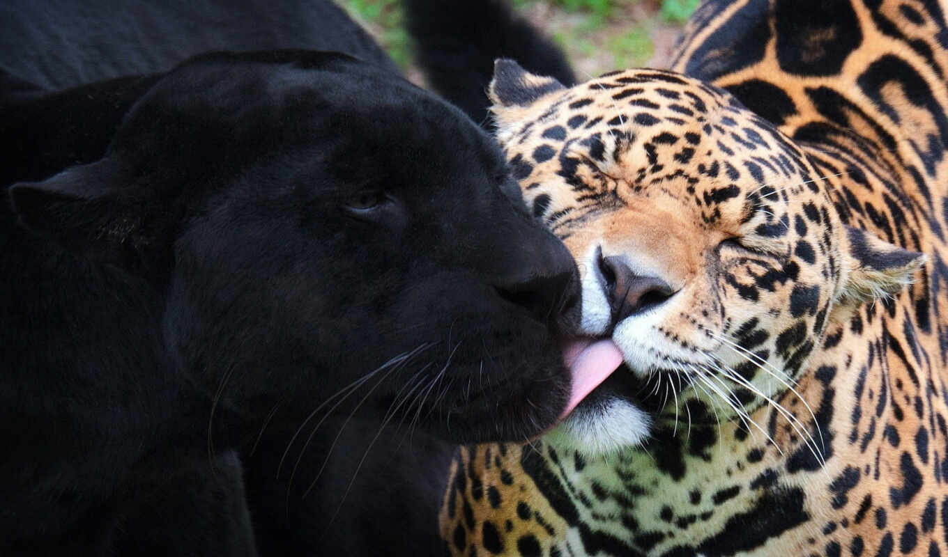 black, cats, jaguar, wild, panther, jagus