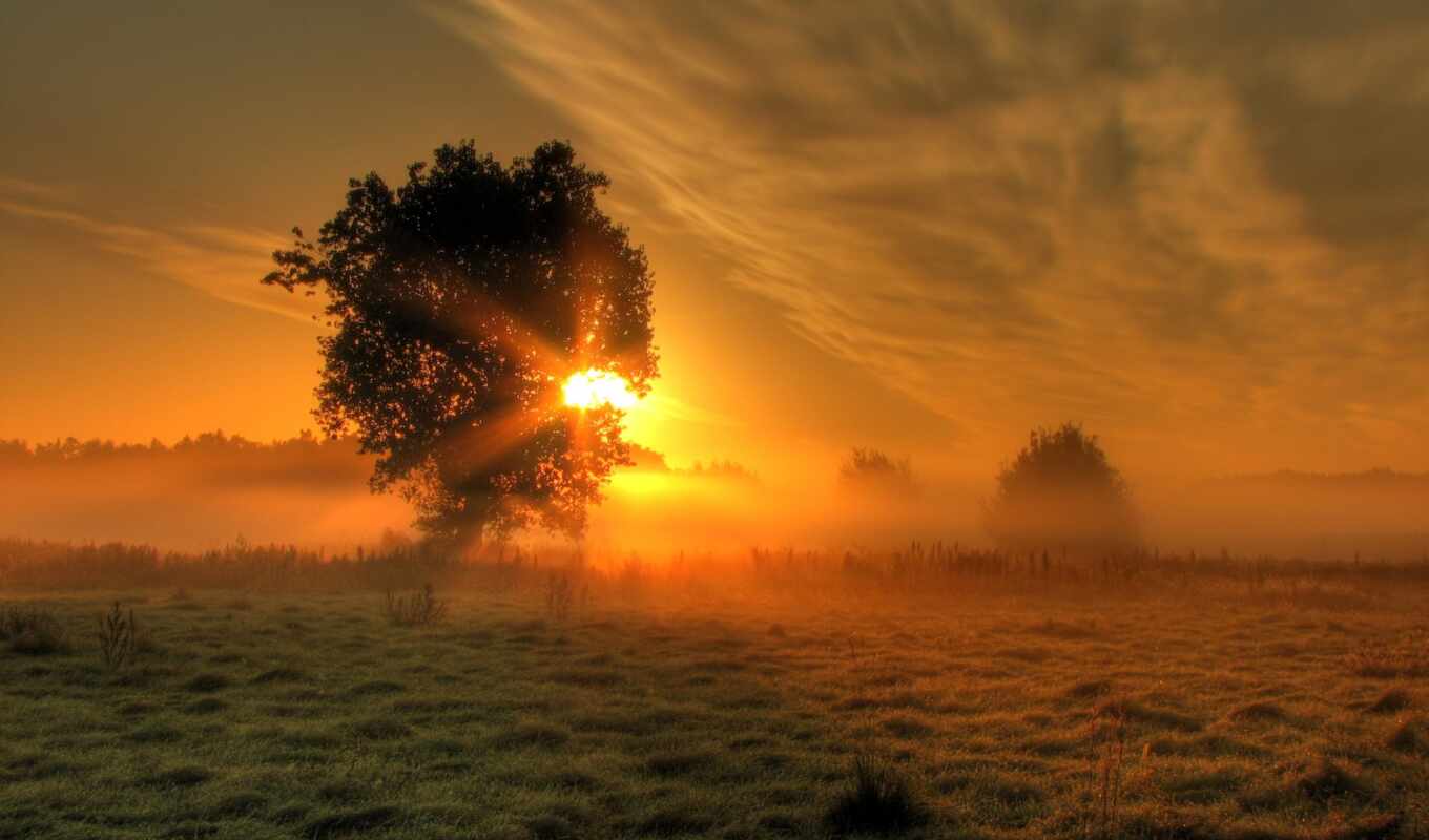 sun, tree, field, fog, suns, rays, comes, lighting, phaeleh, morning