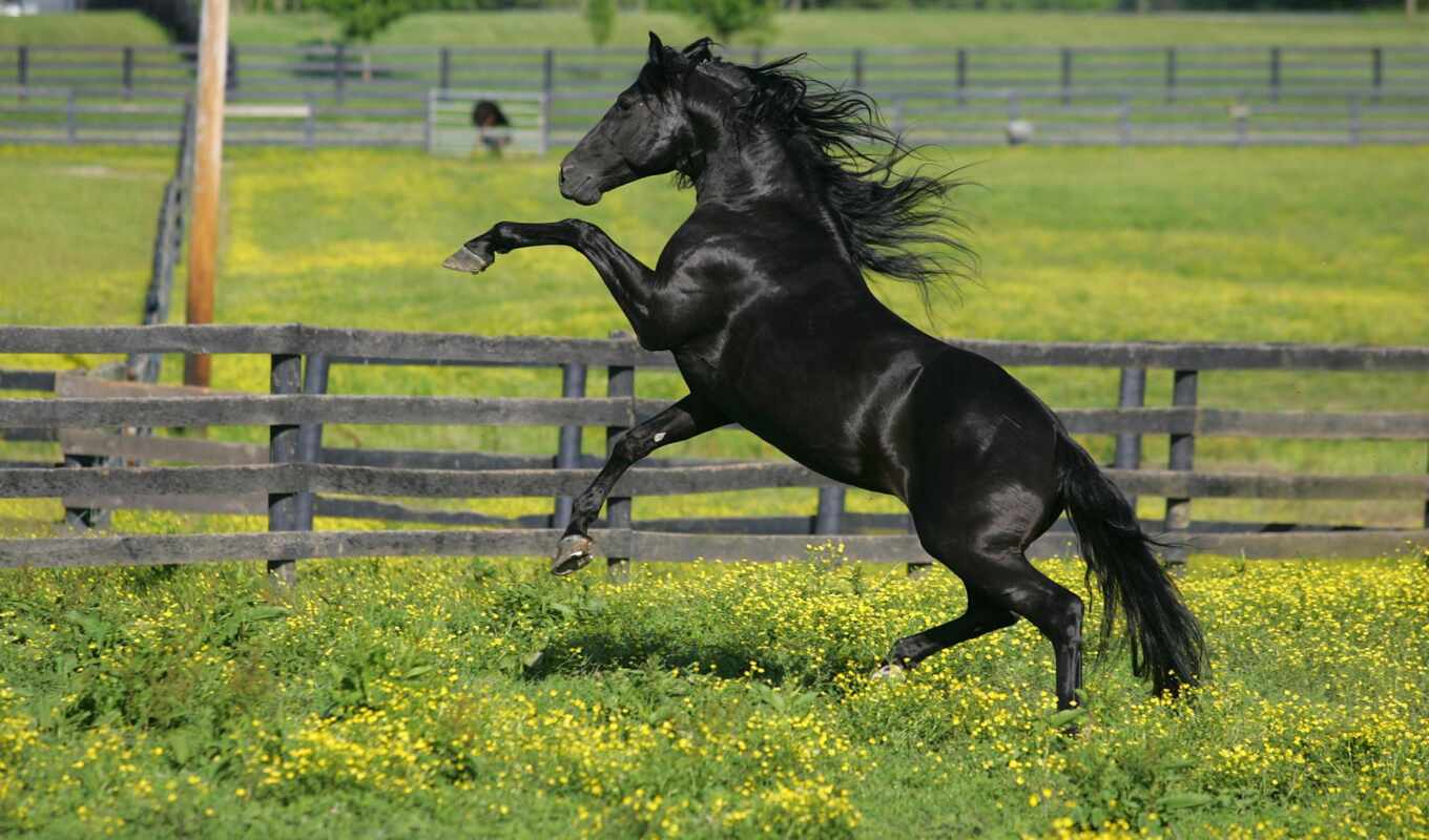 black, лошадь, красивые, фотографий, лошади, масть, встал, лошадей, дыбы