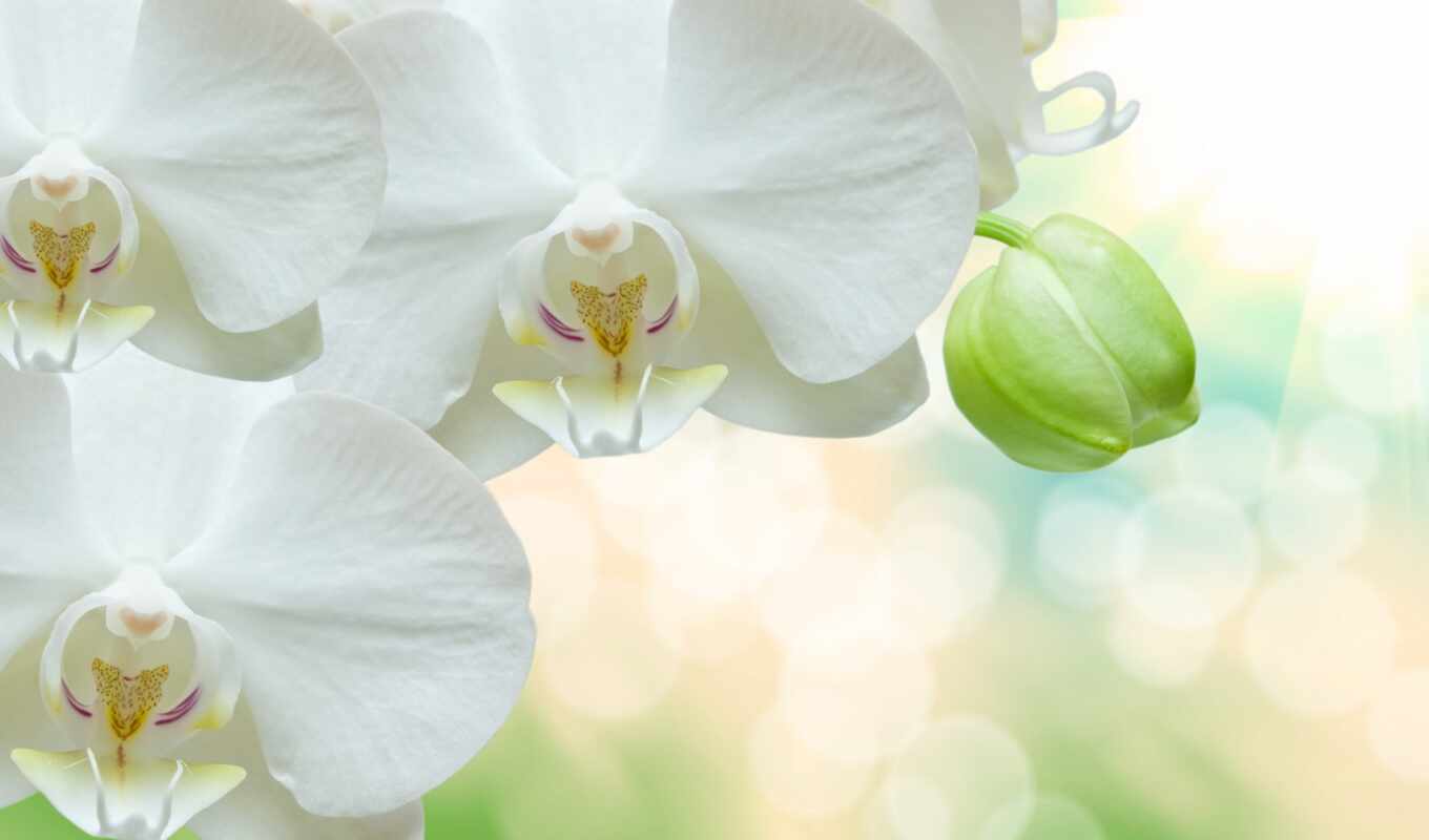 белый, орхидея, zoom, бутон
