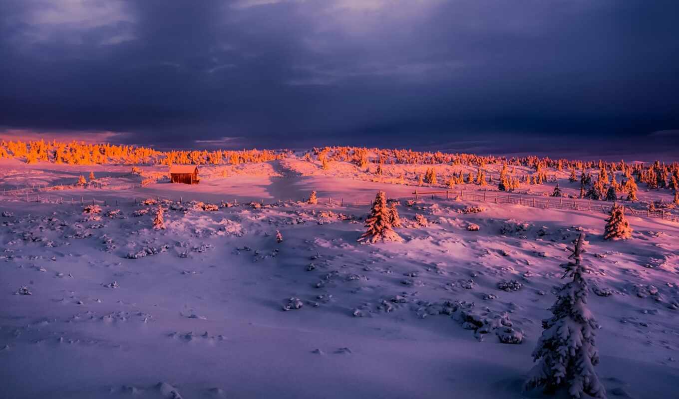tree, snow, winter, morning, rising, yakut