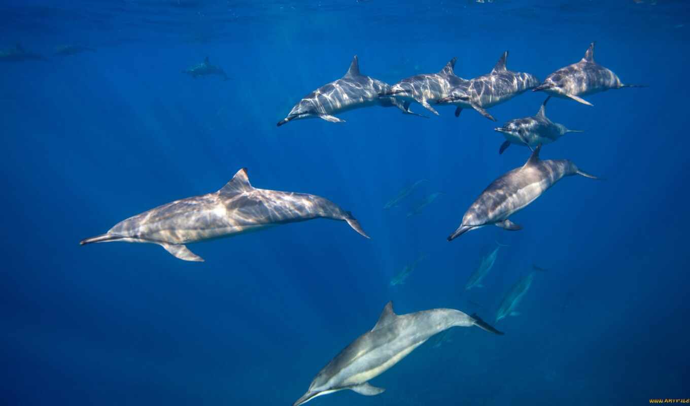 море, дельфин, fin, дельфина, delfinovyi