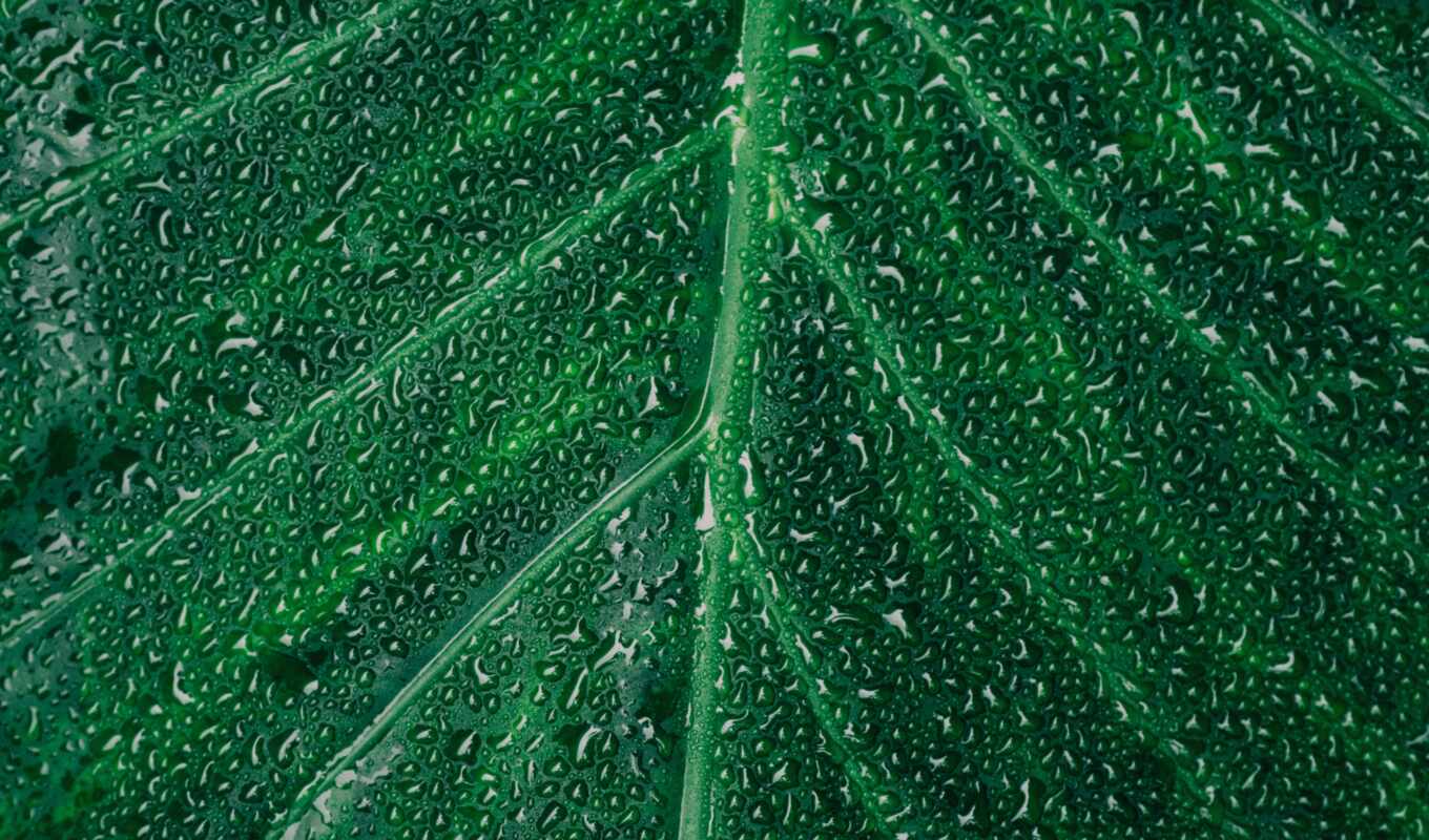 drop, зелёный, water, гладь, leaf
