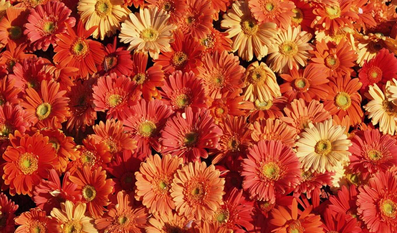 цветы, оранжевый, yellow, chrysanthemum, календула