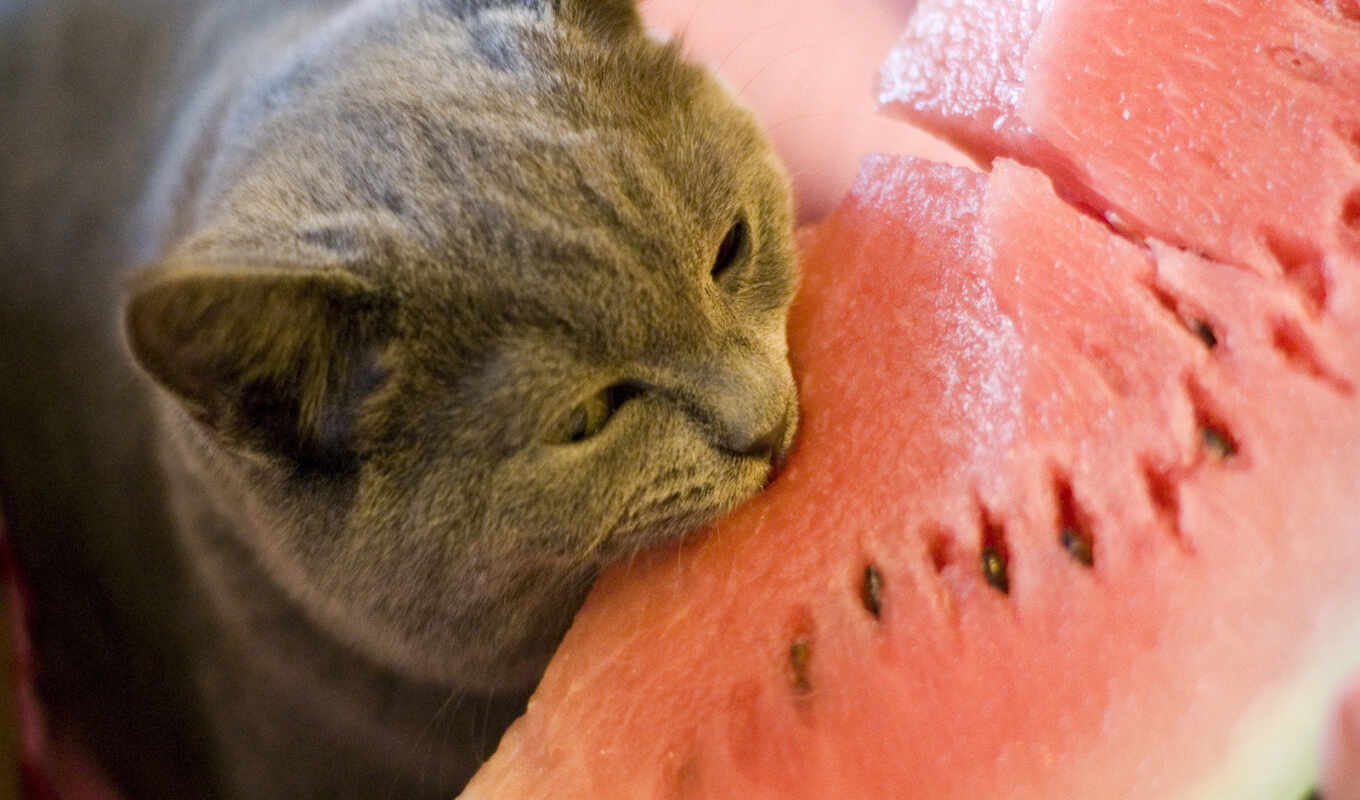 there is, cat, animal, watermelon