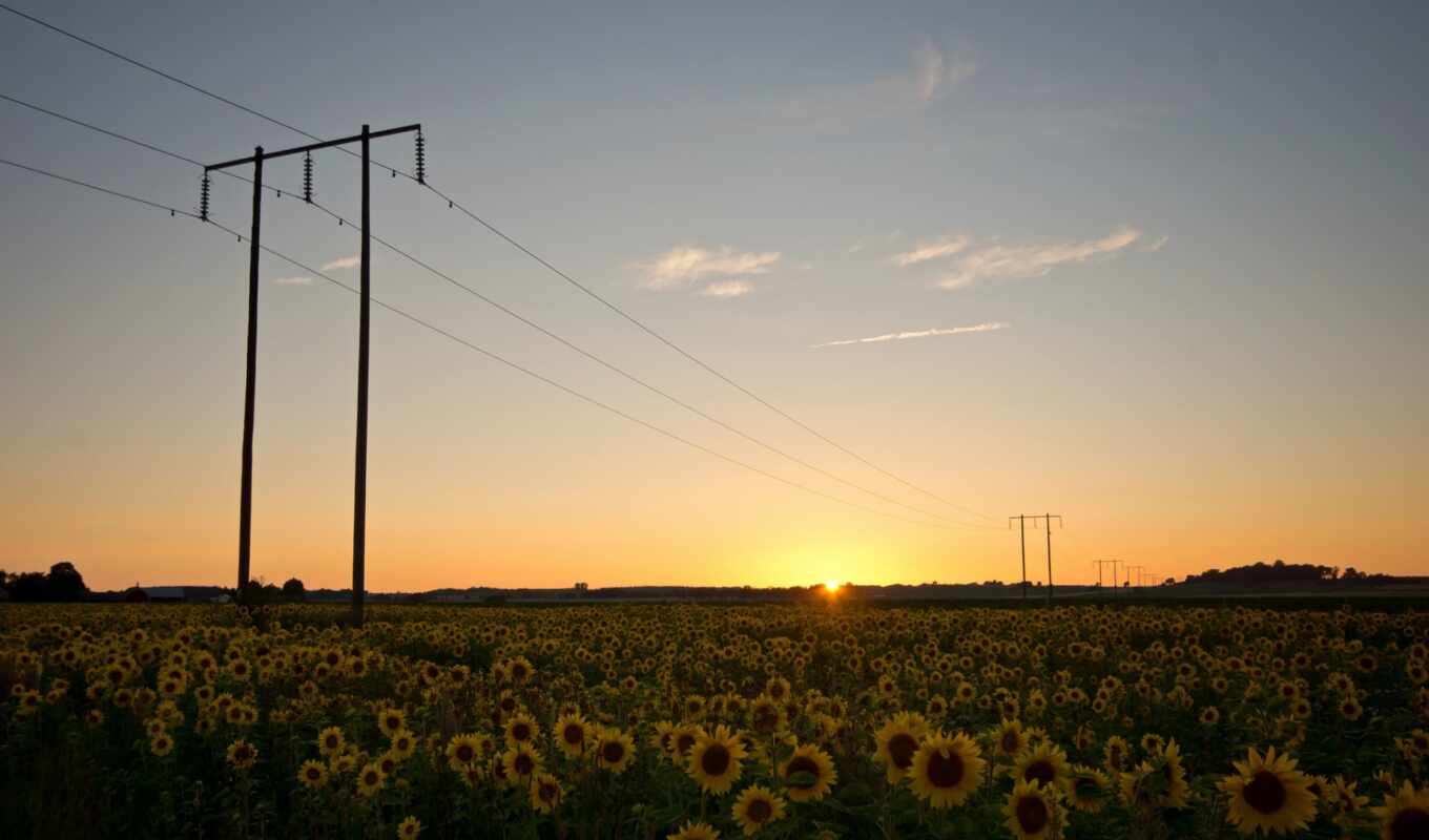 nature, wires, field, support