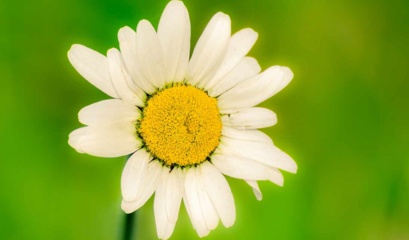 flowers, white, nature, chamomile, flower, flower, lilled, lill