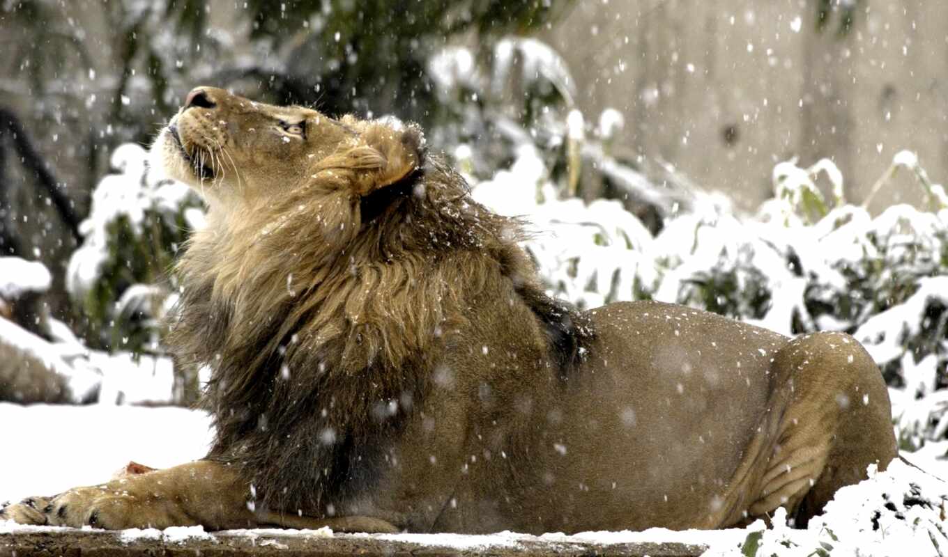 lion, снег, winter, zhivotnye