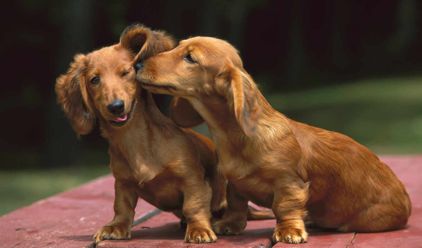 the most, dogs, dogs, domestic, zoo club, zhivotnye, home, nature, dachshund, taxes
