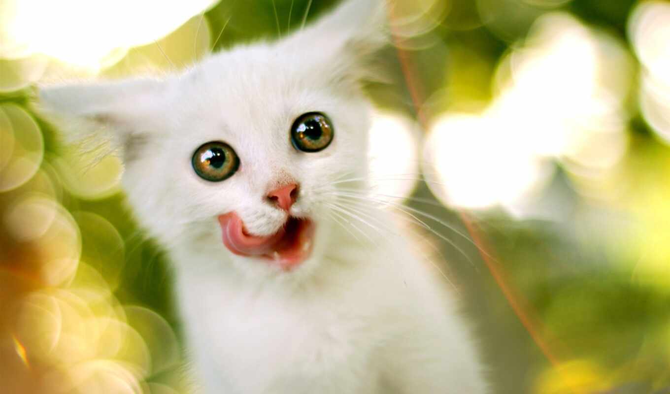 white, кот, тюлень, pinterest, кота, облизывающийся, зевающего