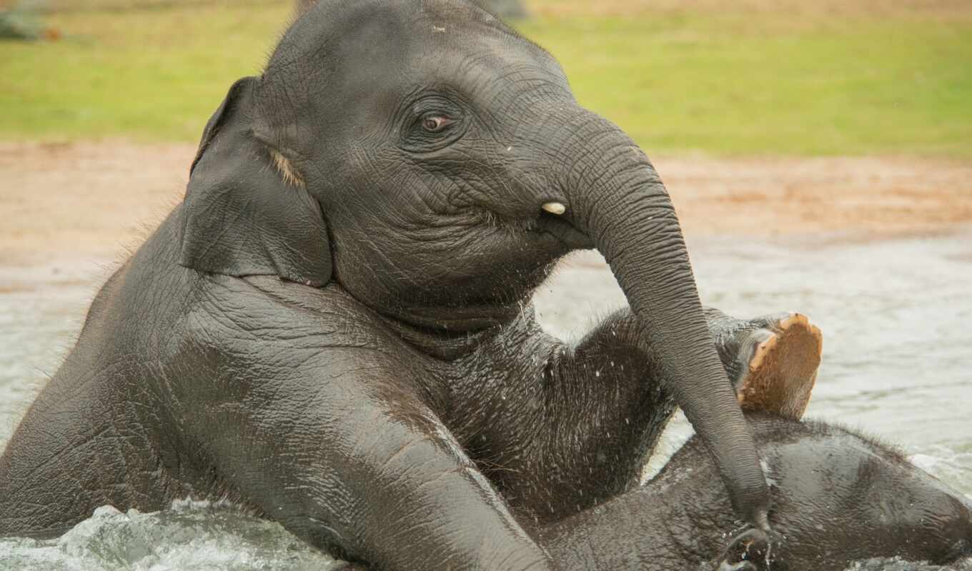 water, elephant, bathe, funart
