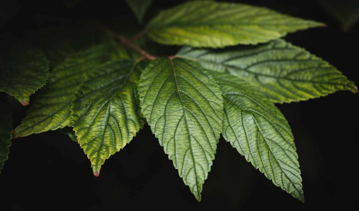 arbre, feuille, leaf