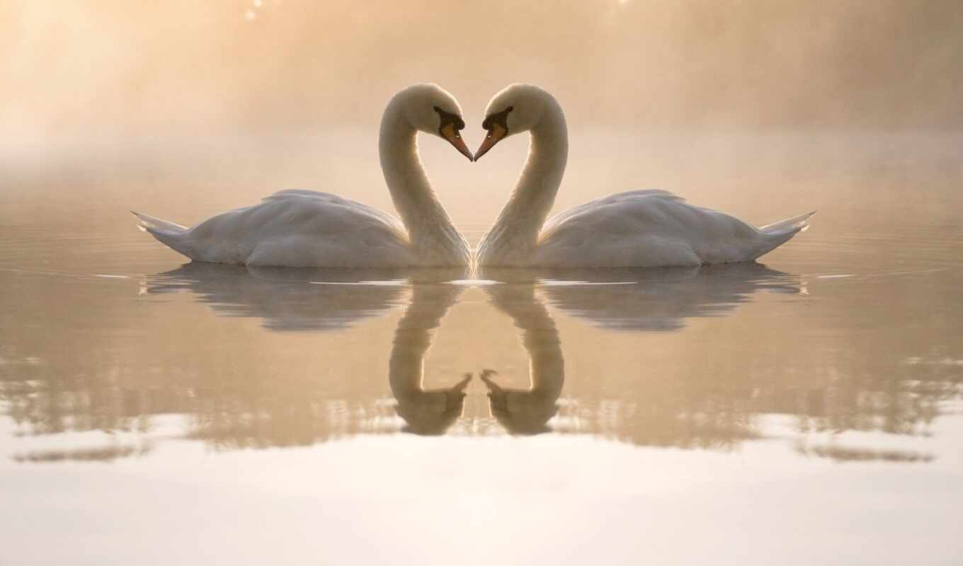 love, сердце, птица, animal, отражение, лебедь