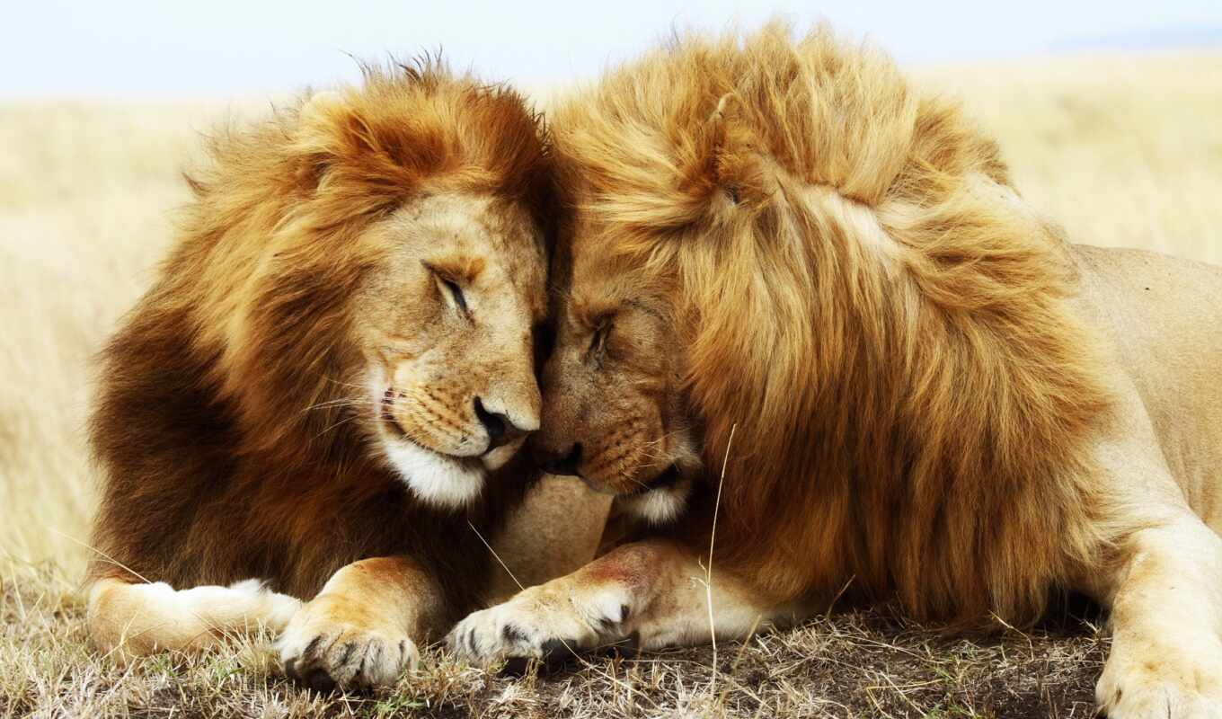 lion, пара, кот, animal