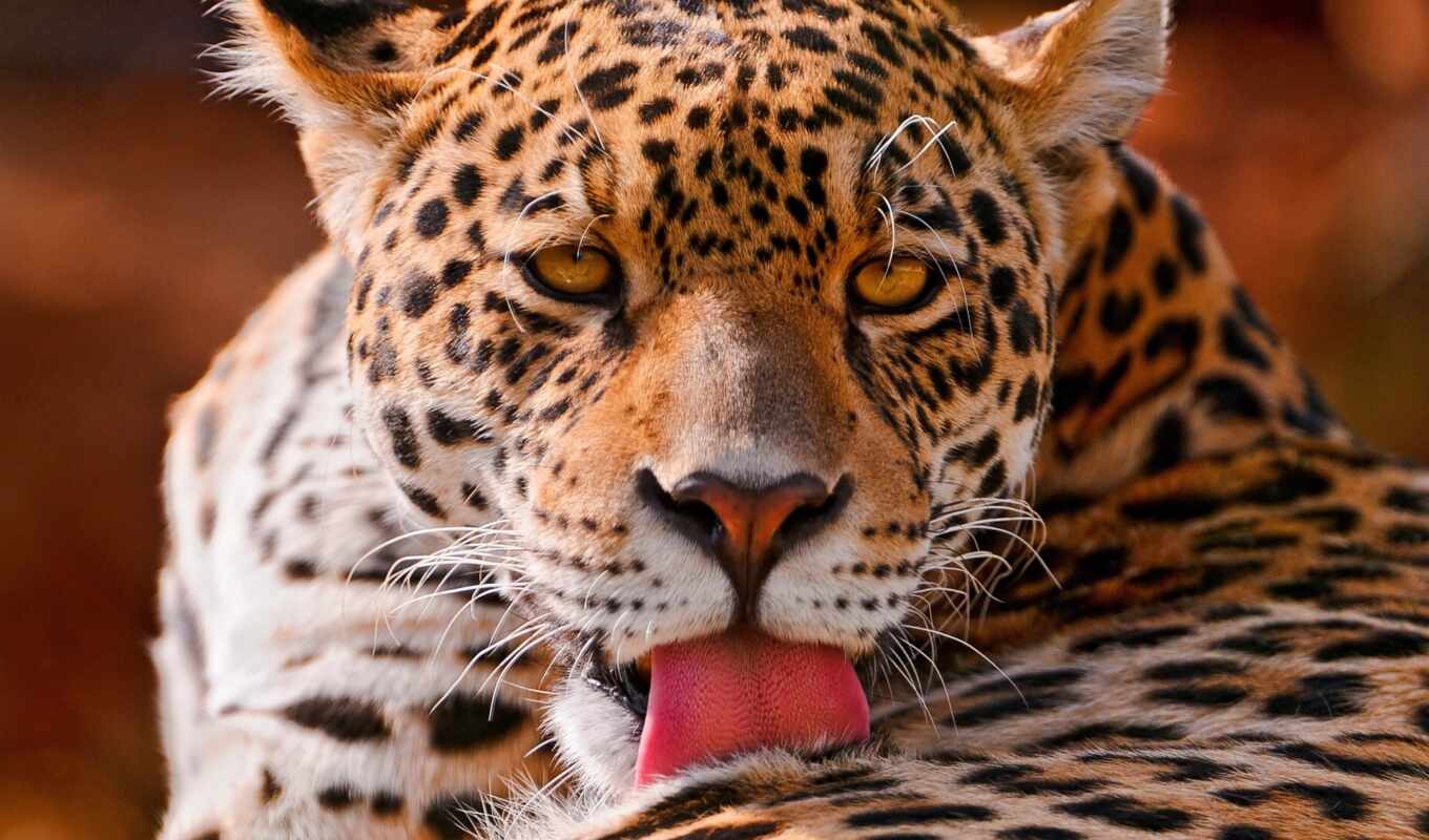 cat, lies, predator, muzzle, panthera, jaguar, panther, onca
