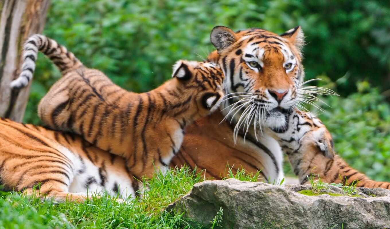 cute, tiger, baby, tigers