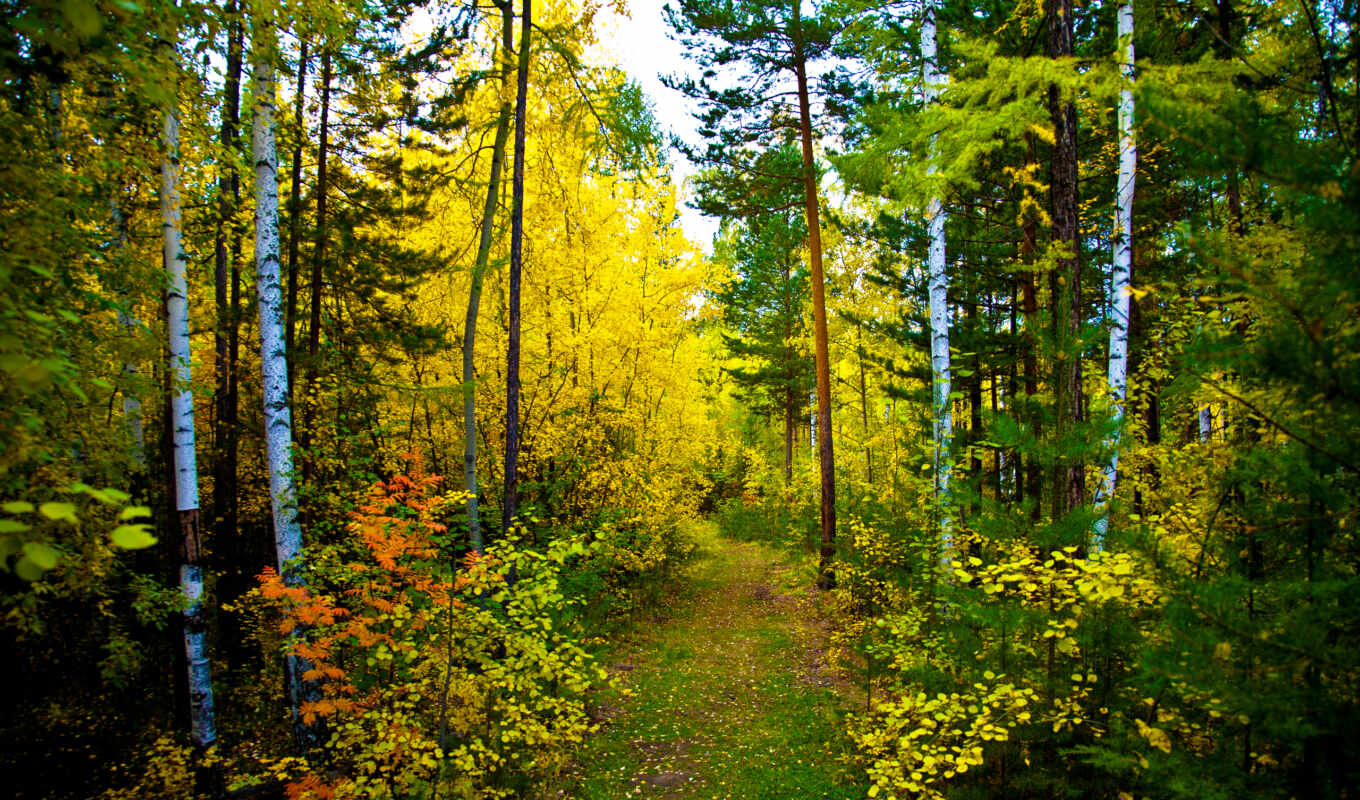 природа, лес, высоком, осень, trail