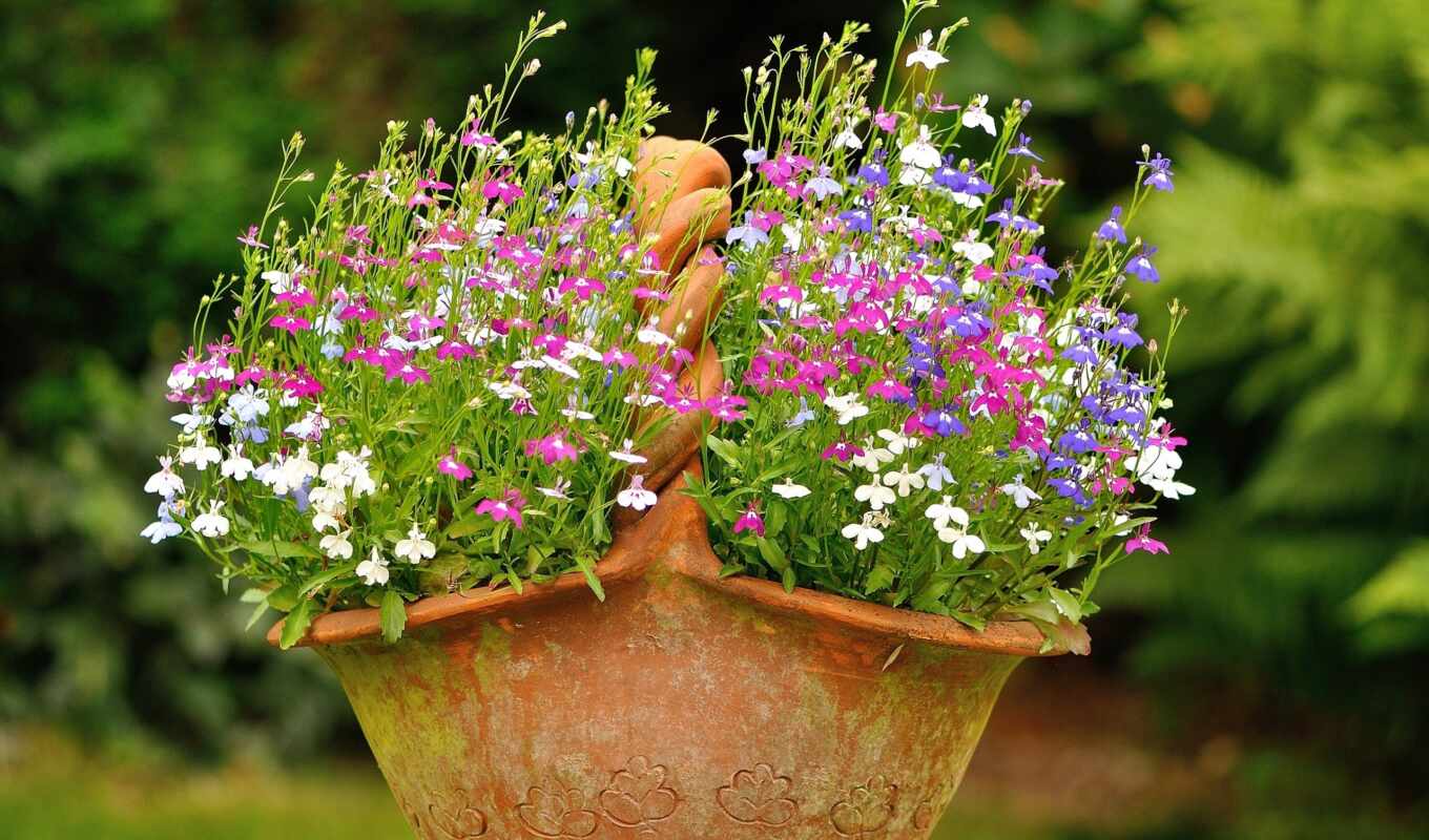 basket, flowers, cvety, basket, colors, flowerbed, flower, field, lobies