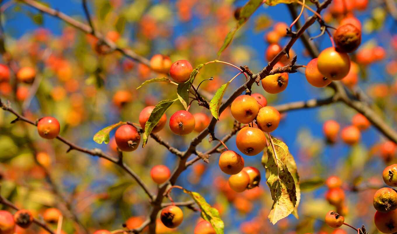 foliage, apples, branches